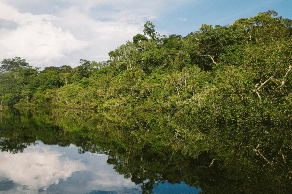 The Role of Microorganisms in Carbon Sequestration in the&nbsp;Amazon